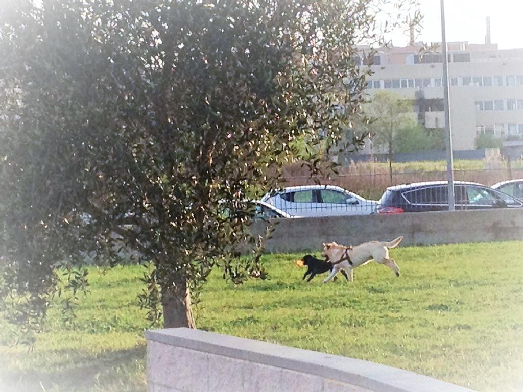 Affittacamere Domus Al Parco Fiumicino